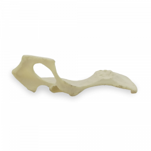 PELVIS ESQUERDA - CÃO PEQUENO - cód. AV405 E