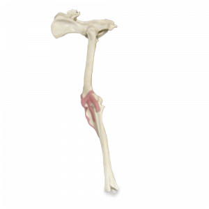 BACIA FIXA + MEMBRO POSTERIOR ESQUERDO ESPONJOSO - CÃO GRANDE - cód. AV660ESP