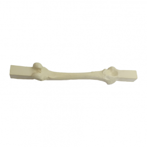 FEMUR DIREITO ESPONJOSO COM BLOCO - CÃO GRANDE - cód. AV200 ESP-BA