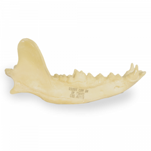MANDÍBULA - CÃO GRANDE - cód. AV110