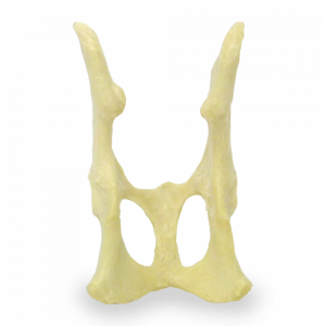 BACIA S/ SACRO GATO - cód. AV160
