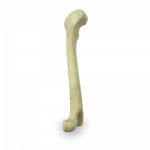 FEMUR ESPONJOSO COM DEFORMIDADE VARO ESQUERDO - CÃO GRANDE - cód. AV250EDDVR 