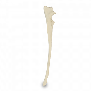 ULNA DIREITA - CÃO GRANDE - cód. AV320