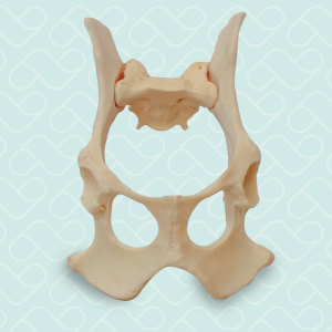 BACIA CÃO P - cód. AV401