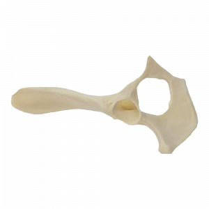 PELVIS DIREITA - CÃO PEQUENO - cód. AV405D