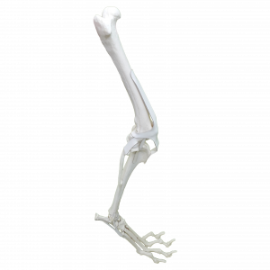 MEMBRO POSTERIOR DIREITO COMPLETO - CÃO GRANDE - cód. AV680