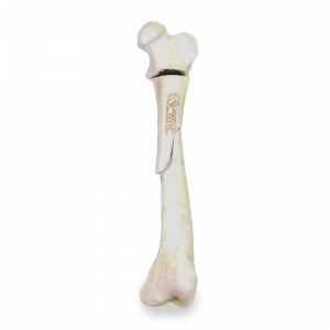 FEMUR ESPONJOSO COM FRATURA SEGMENTAR - ESQUERDO - CÃO GRANDE - cód. 10512