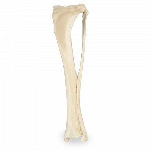 TIBIA ESQUERDA CÃO PEQUENO - cód. 12492