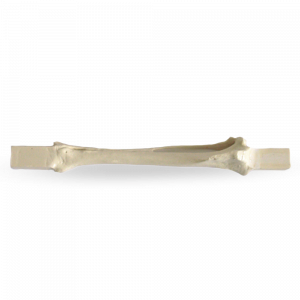 TIBIA DIREITA CANINA ESPONJOSA COM BLOCO - cód. AV210 ESP-BA