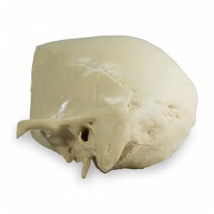 CRÂNIO AURICULAR COM BLOCO DE APOIO - cód. 9010