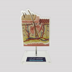 DISPLAY DE PELE - CÃO - cód. 10160