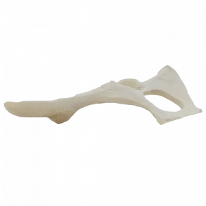 PELVIS ESQUERDA GATO - cód. AV161 E