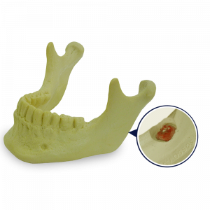 MANDÍBULA COM TODOS OS DENTES - cód. 4013