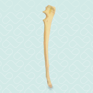 ULNA COM FRATURA OLECRANO - DIREITA - CÃO GRANDE - cód. 10498