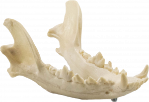 MANDIBULA CÃO MÉDIO - cód. 11865