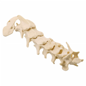 COLUNA CERVICAL - CÃO MEDIO - cód. 11871