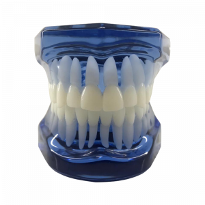 MANEQUIM ORTODONTICO - AZUL - cód. 12241