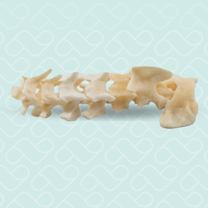 COLUNA CERVICAL - GATO - cód. 12245