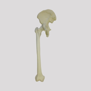PELVIS DIREITA COM FEMUR RADIOPACO - cód. 12360
