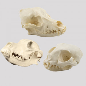 KIT CRANIO VETERINARIO - cód. 13154