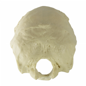 OCCIPITAL - cód. 4001
