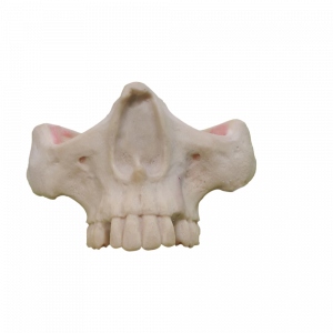 MAXILA COM CANINO + 3º MOLAR INCLUSO - cód. 4402 - 01 T