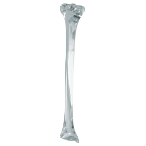 TIBIA ESQUERDA ACRILICO - cód. 2026A