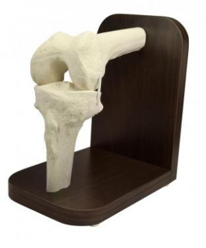SUPORTE COM JOELHO ESQUERDO E LIGAMENTOS COLATERAIS - cód. 2060