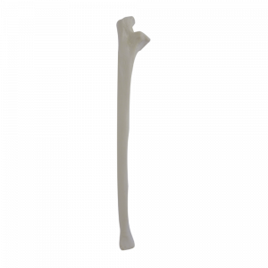 ULNA DIREITA - cód. 3010