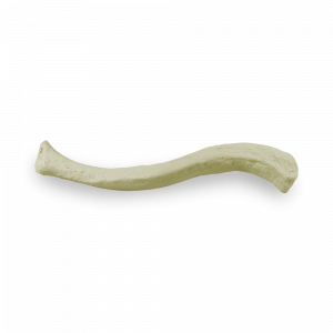 CLAVÍCULA DIREITA - cód. 3013