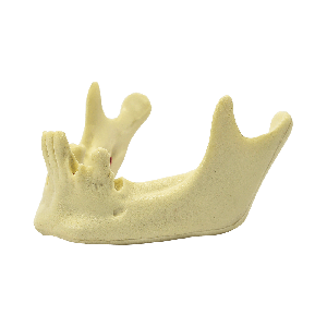 MANDÍBULA COM ALGUNS DENTES - cód. 4012