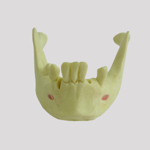 MANDIBULA RADIOPACA COM ALGUNS DENTES - cód. 12280