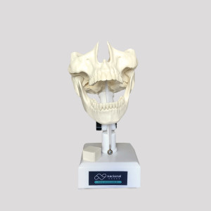MANEQUIM RADIOPACO COM TODOS OS DENTES - cód. 12268