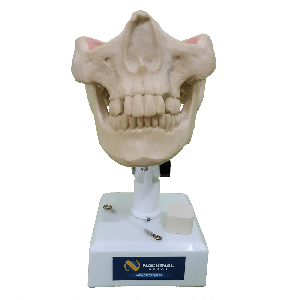 MANEQUIM COM DENTES 13, 23, 28 E 38 INCLUSOS - cód. 4402 T