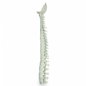 COLUNA COMPLETA COM OCCIPITAL - cód. 5004