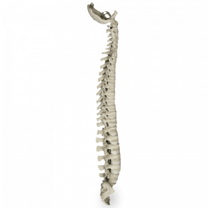 COLUNA COM SACRO E OCCIPITAL - cód. 5005