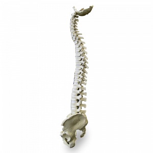 COLUNA COM BACIA E OCCIPITAL - cód. 5006