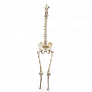 COLUNA COM OCCIPITAL, BACIA, FEMUR E TIBIA - cód. 5008