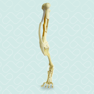 MEMBRO POSTERIOR COMPLETO COM FRATURA - CÃO GRANDE - cód. 9877