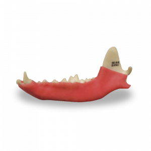 1/2 MANDÍBULA ESQUERDA COM GENGIVA - CÃO GRANDE - cód. AV110G E