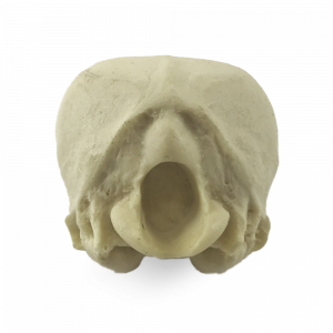 OCCIPITAL CÃO PEQUENO - cód. AV115P