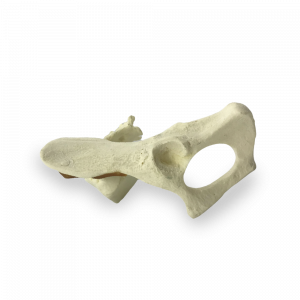 HMEI PELVI GATO - cód. AV162 E