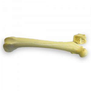 FÊMUR DIREITO COM CANAL MEDULAR E ESPONJOSO COM FRATURA NO TROCANTER MAIOR - CÃO GRANDE - cód. AV200 ESPF2