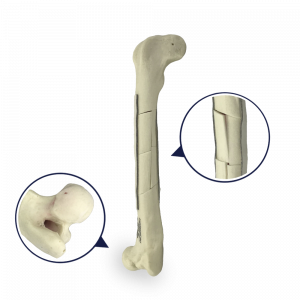FÊMUR DIREITO COM CANAL MEDULAR E ESPONJOSO COM FRATURAS MÚLTIPLAS - CÃO GRANDE - cód. AV200 ESPF3