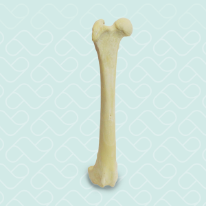 FEMUR DIREITO COM CANAL MEDULAR ESPONJOSO - CÃO GRANDE - cód. AV202 D