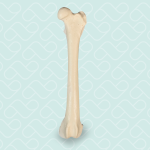 FEMUR ESQUERDO COM CANAL MEDULAR ESPONJOSO - CÃO GRANDE - cód. AV203 E