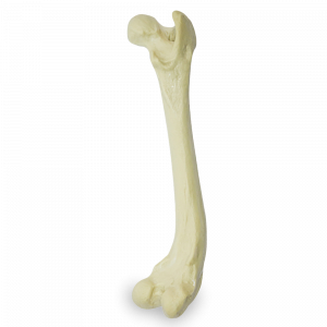FÊMUR DIREITO COM DEFORMIDADE DISTAL VARO - CÃO GRANDE - cód. AV204 D