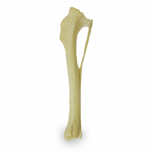 TIBIA COM DEFORMIDADE VALGO - DIREITA - CÃO GRANDE - cód. AV210 DPVL