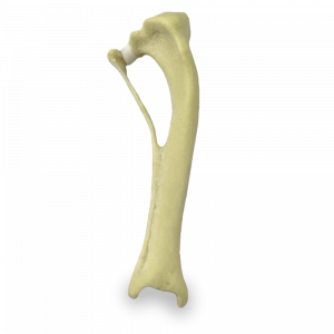 TIBIA COM DEFORMIDADE VALGO - DIREITA - CÃO PEQUENO - cód. AV210 PDP-VL