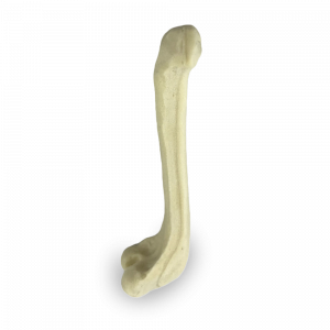 FEMUR CANULADO DIREITO - CÃO PEQUENO - cód. AV231 D
